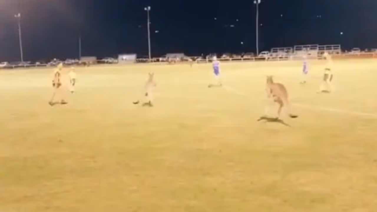 ഗാലറിയില്നിന്ന് ഫുട്ബോള് ഗ്രൗണ്ടിലേക്ക് പഞ്ഞെത്തിയ കാണികള്; കങ്കാരുവിന്റെ വീഡിയോ ഗാലറിയില്നിന്ന് ഫുട്ബോള് ഗ്രൗണ്ടിലേക്ക് പഞ്ഞെത്തിയ കാണികള്; കങ്കാരുവിന്റെ വീഡിയോ