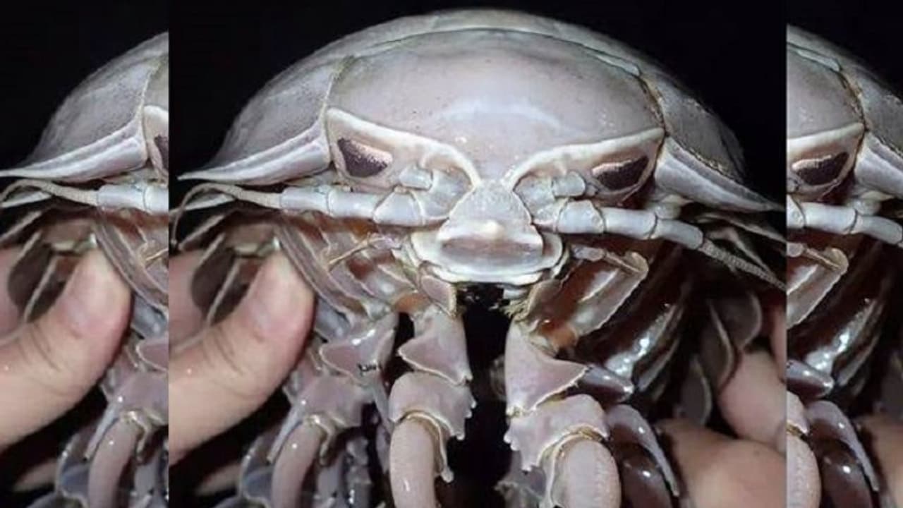 ಸಮುದ್ರ ಆಳದಲ್ಲಿ 14 ಕಾಲಿನ ಹೊಸ ಜೀವಿ ಪತ್ತೆ!