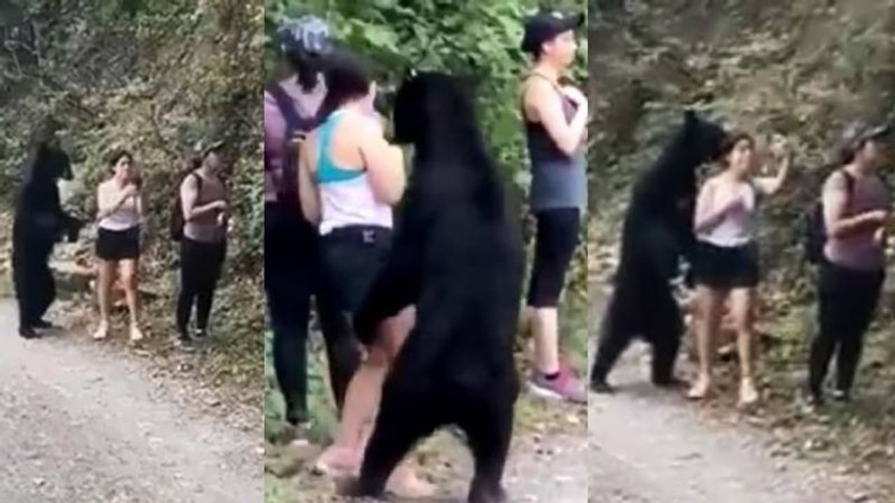 സഞ്ചാരിയായ സ്ത്രീയുടെ തൊട്ടടുത്ത് കരടി, അനങ്ങാതെ നിന്നു; പിന്നീട് സംഭവിച്ചത്...