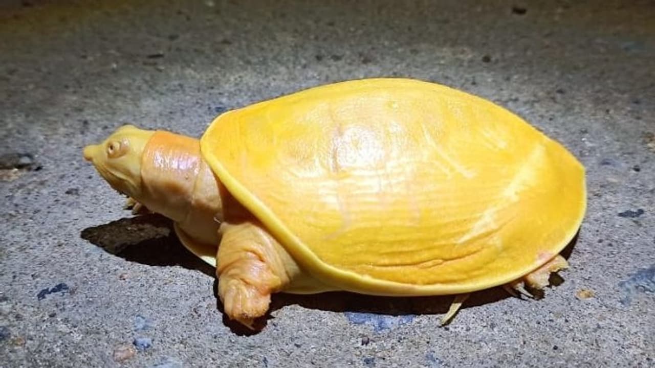 সোনালি বাঘের পর হলুদ কচ্ছপে মজেছে নেট দুনিয়া, ওড়িশার বালাসোর থেকে উদ্ধার বিরল প্রজাতির কচ্ছপ