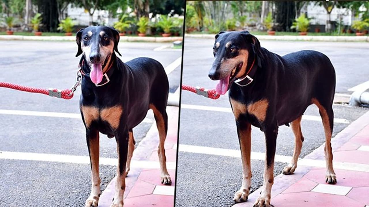 Dog sniffs out hideout 12 kilometres away, helps solve murder case in hours Dog sniffs out hideout 12 kilometres away, helps solve murder case in hours