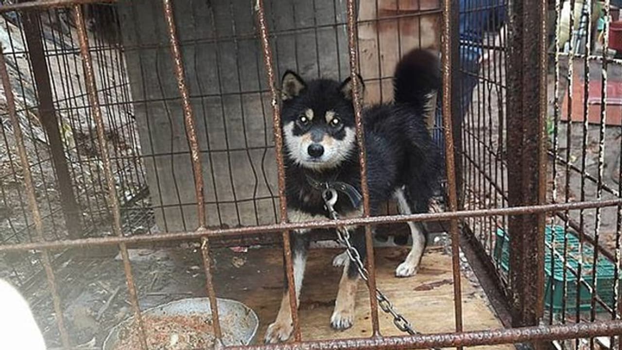 ನಾಗಾಲ್ಯಾಂಡ್: ನಾಯಿ ಮಾಂಸಕ್ಕೆ ಹೈಕೋರ್ಟ್ ಅಸ್ತು ನಾಗಾಲ್ಯಾಂಡ್: ನಾಯಿ ಮಾಂಸಕ್ಕೆ ಹೈಕೋರ್ಟ್ ಅಸ್ತು