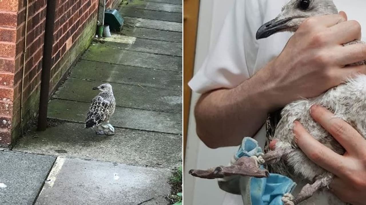 മാസ്കില് കാലുകള് കുരുങ്ങി; ഒരാഴ്ചയോളം ദയനീയാവസ്ഥയില് തുടര്ന്ന പക്ഷി മാസ്കില് കാലുകള് കുരുങ്ങി; ഒരാഴ്ചയോളം ദയനീയാവസ്ഥയില് തുടര്ന്ന പക്ഷി