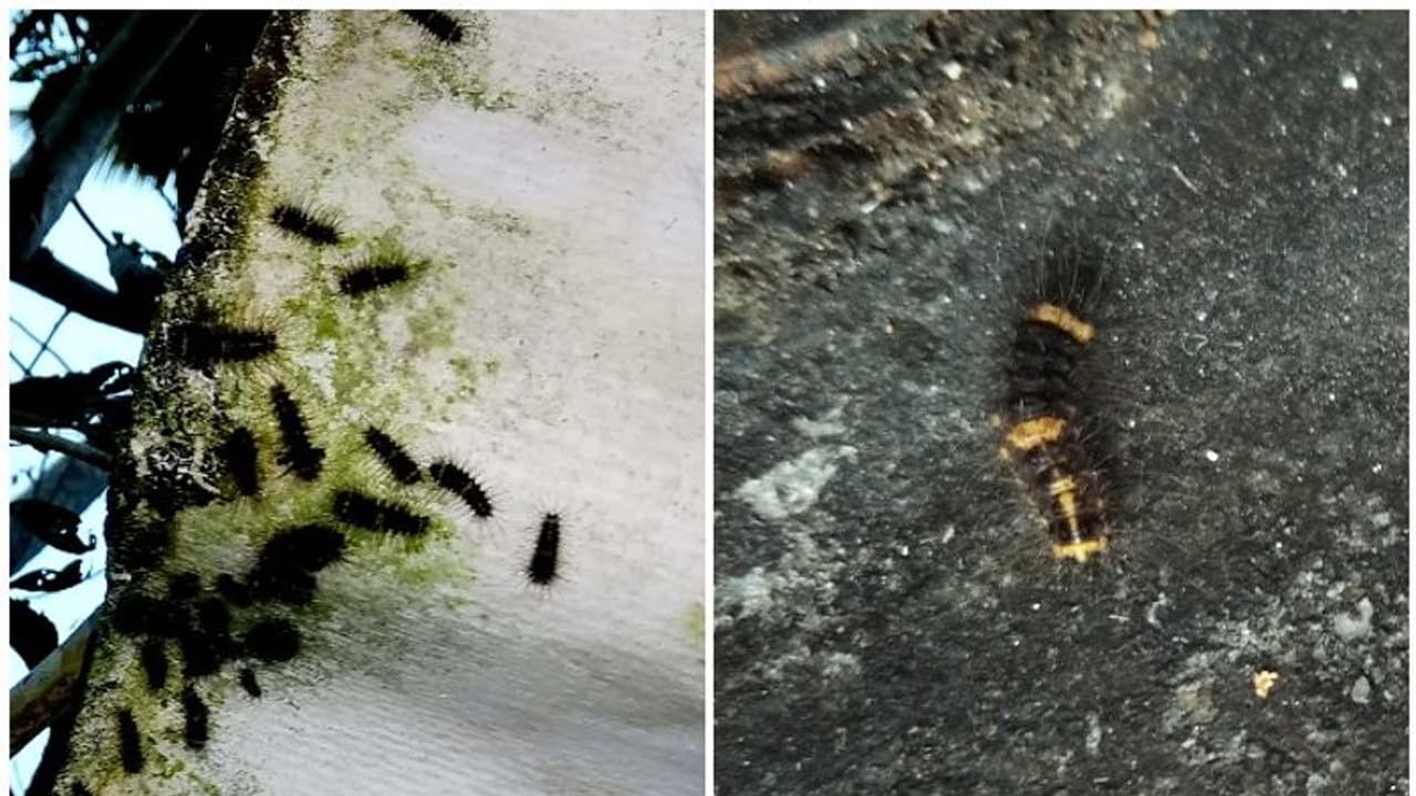 വീടാകെ പുഴു; ലോക്ക്ഡൗണിനിടെ അര്ത്തുങ്കല് തീരവാസികള്ക്ക് മറ്റൊരു ദുരിതം വീടാകെ പുഴു; ലോക്ക്ഡൗണിനിടെ അര്ത്തുങ്കല് തീരവാസികള്ക്ക് മറ്റൊരു ദുരിതം