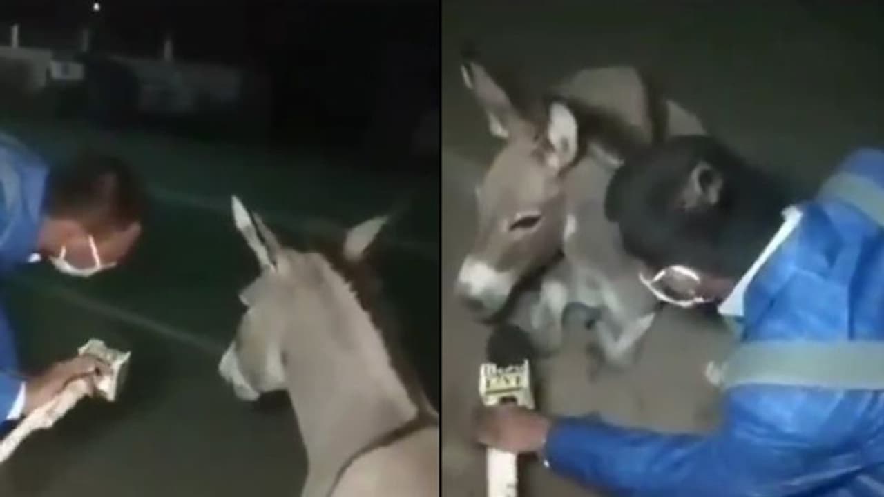 Watch: Journalist interviews donkey to create awareness on wearing face masks