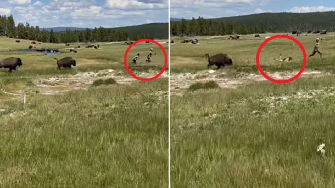 കാട്ടുപോത്തുകള്‍ക്കിടയില്‍ അകപ്പെട്ട് ടൂറിസ്റ്റുകള്‍; ചങ്കിടിക്കുന്ന വീഡിയോ...