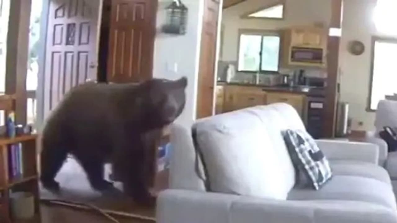 അടഞ്ഞുകിടന്ന വാതില് ചവിട്ടിത്തുറന്ന് കരടി, വീഡിയോ കണ്ടത് ലക്ഷങ്ങള് അടഞ്ഞുകിടന്ന വാതില് ചവിട്ടിത്തുറന്ന് കരടി, വീഡിയോ കണ്ടത് ലക്ഷങ്ങള്