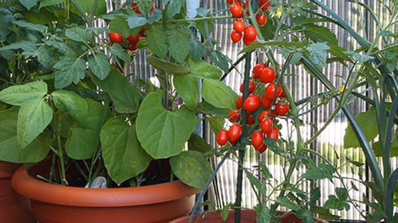 'ബാല്ക്കണി ഗാര്ഡനിങ്ങ്' വഴി പച്ചക്കറികള് വിളവെടുക്കാം 'ബാല്ക്കണി ഗാര്ഡനിങ്ങ്' വഴി പച്ചക്കറികള് വിളവെടുക്കാം