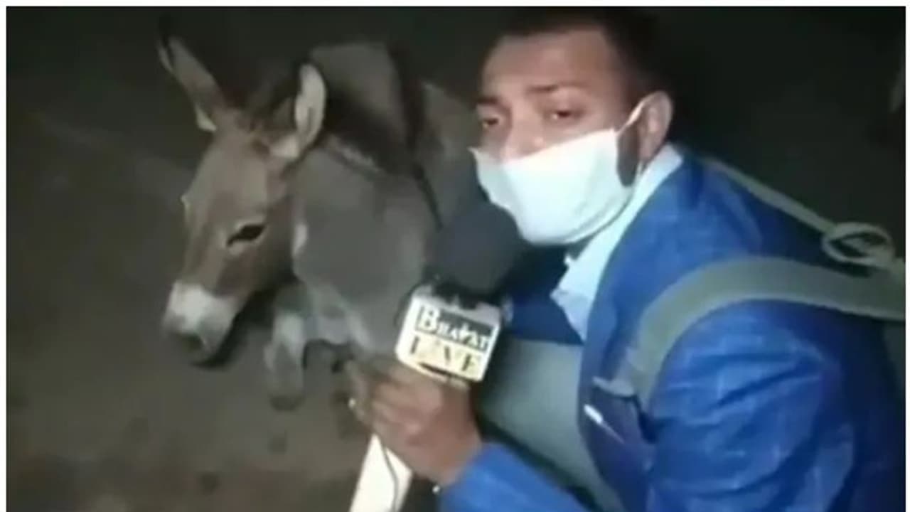 മാസ്ക് ധരിക്കാത്തവർ വിഡ്ഢികൾ; കഴുതകളെ ഇന്റർവ്യൂ ചെയ്ത് മാധ്യമപ്രവർത്തകൻ, വൈറലായി വീഡിയോ മാസ്ക് ധരിക്കാത്തവർ വിഡ്ഢികൾ; കഴുതകളെ ഇന്റർവ്യൂ ചെയ്ത് മാധ്യമപ്രവർത്തകൻ, വൈറലായി വീഡിയോ