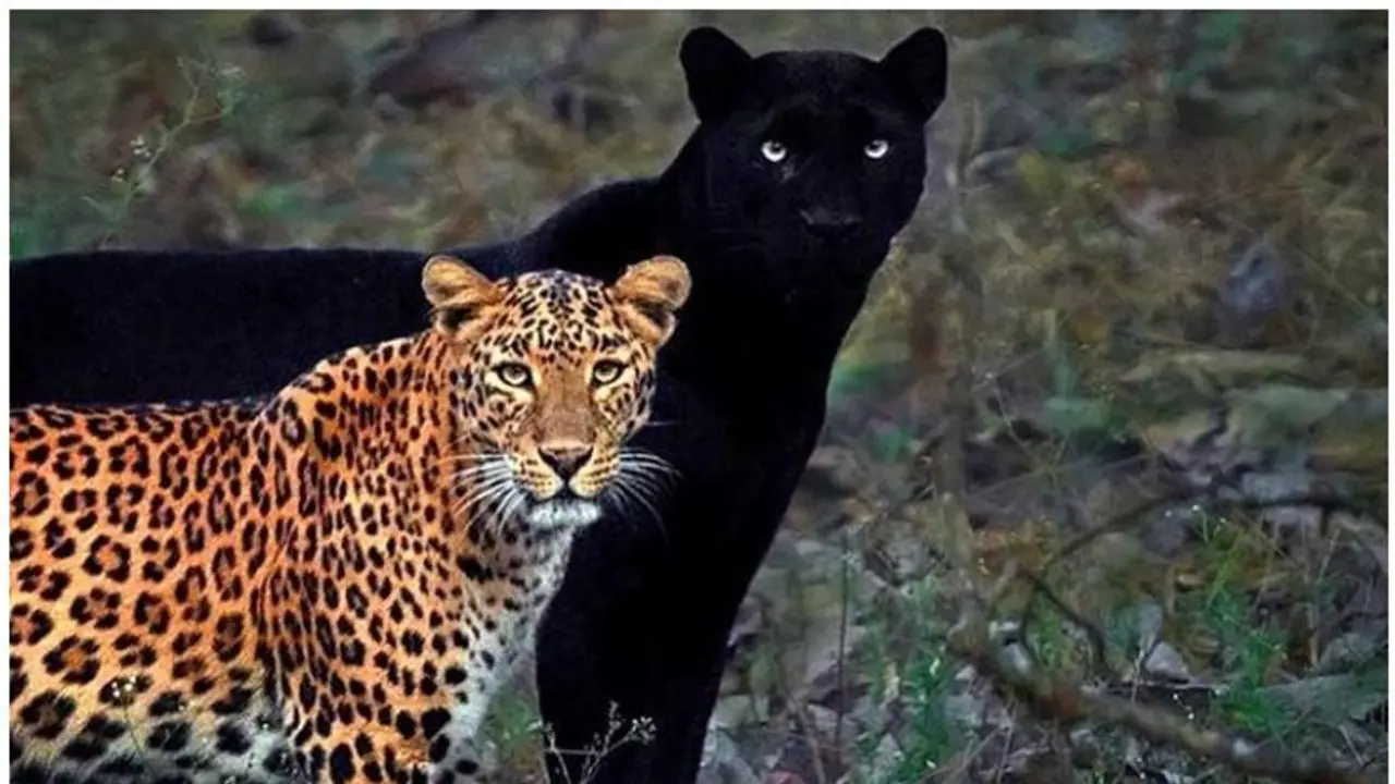 പുള്ളിപ്പുലിയുടെ നിഴല് പോലെയൊരു കരിമ്പുലി, വൈറലായി ചിത്രം പുള്ളിപ്പുലിയുടെ നിഴല് പോലെയൊരു കരിമ്പുലി, വൈറലായി ചിത്രം