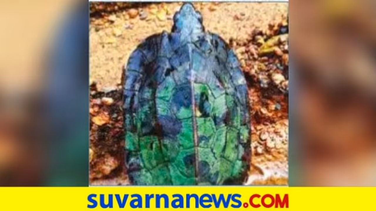 ಯಲ್ಲಾಪುರದಲ್ಲಿ ಅಪರೂಪದ ಮಿಲಿಟರಿ ಆಮೆ..! ಯಲ್ಲಾಪುರದಲ್ಲಿ ಅಪರೂಪದ ಮಿಲಿಟರಿ ಆಮೆ..!