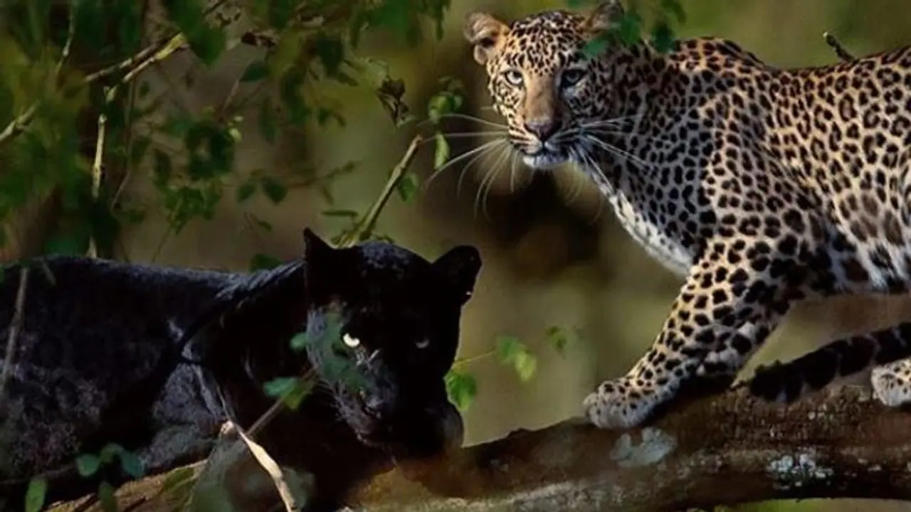 মিঠুনের তোলা চিরন্তন দম্পতির ছবি ভাইরাল নেট দুনিয়ায়, দেখেনিন কী আছে সেই ছবিতে মিঠুনের তোলা চিরন্তন দম্পতির ছবি ভাইরাল নেট দুনিয়ায়, দেখেনিন কী আছে সেই ছবিতে