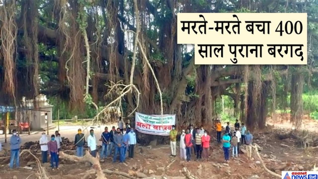 सोशल मीडिया पर छाया 400 साल पुराना यह बरगद, उसे मरने से बचाने आगे आए 14000 लोग सोशल मीडिया पर छाया 400 साल पुराना यह बरगद, उसे मरने से बचाने आगे आए 14000 लोग