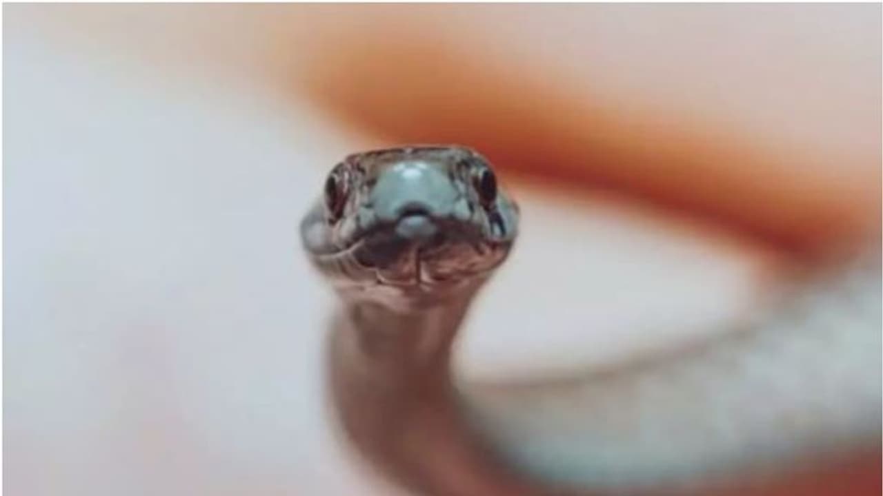 റെയിൽവേ ജീവനക്കാരനെ പാമ്പ് കടിച്ചു, തിരിച്ച് കടിച്ച് യുവാവ്, പാമ്പ് ചത്തു, 35കാരൻ രക്ഷപ്പെട്ടു റെയിൽവേ ജീവനക്കാരനെ പാമ്പ് കടിച്ചു, തിരിച്ച് കടിച്ച് യുവാവ്, പാമ്പ് ചത്തു, 35കാരൻ രക്ഷപ്പെട്ടു