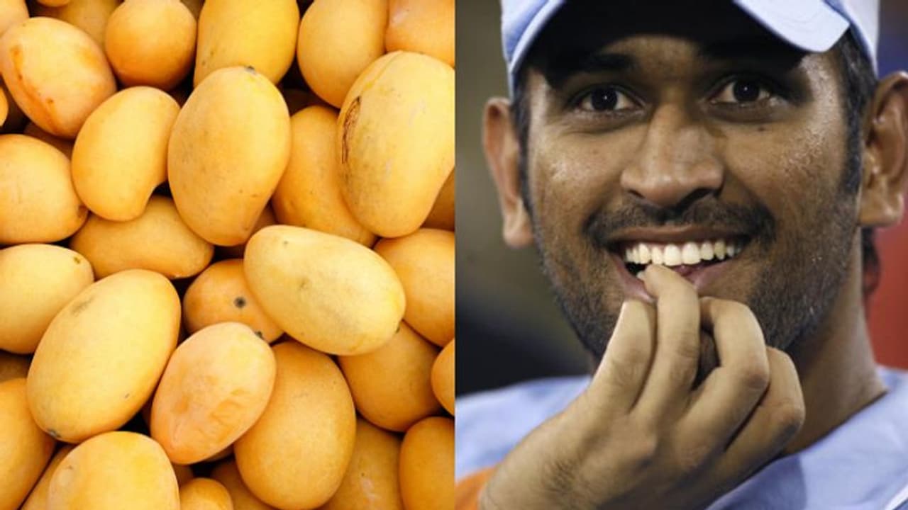 আমের প্রতি কতটা দুর্বল ধোনি, জানালেন মাহির সিএসকে সতীর্থ আমের প্রতি কতটা দুর্বল ধোনি, জানালেন মাহির সিএসকে সতীর্থ