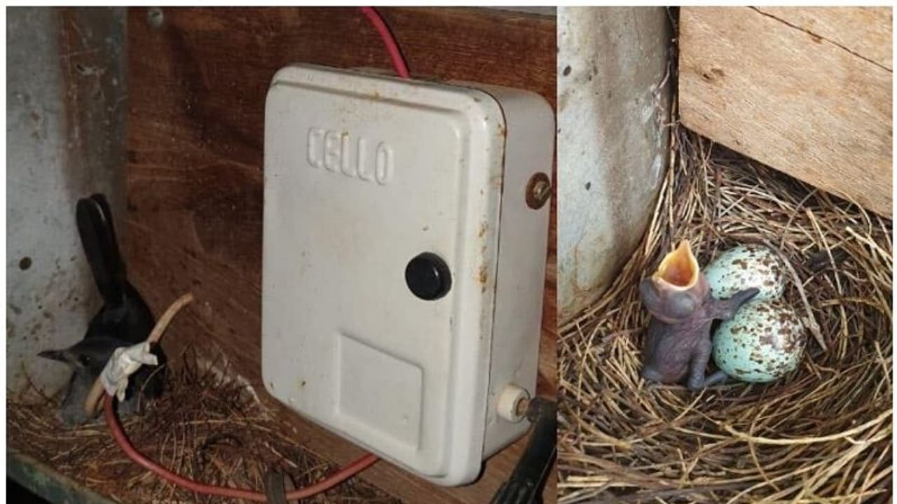 അമ്മപ്പക്ഷിക്കും കുഞ്ഞുങ്ങള്ക്കും വേണ്ടി ഒരുമാസത്തിലധികം തെരുവുവിളക്കുകളില്ലാതെ ഇരുട്ടില് കഴിഞ്ഞൊരു ഗ്രാമം അമ്മപ്പക്ഷിക്കും കുഞ്ഞുങ്ങള്ക്കും വേണ്ടി ഒരുമാസത്തിലധികം തെരുവുവിളക്കുകളില്ലാതെ ഇരുട്ടില് കഴിഞ്ഞൊരു ഗ്രാമം