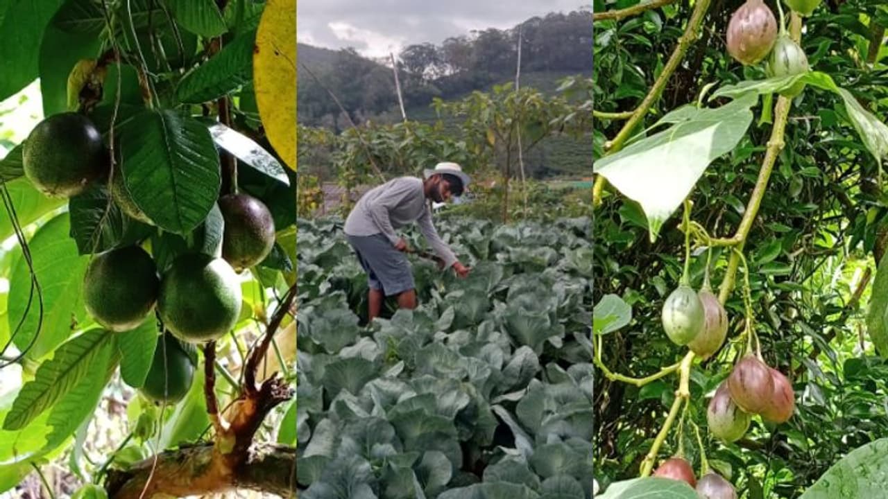 റാഗി മുതല് പഴങ്ങള് വരെ; മൂന്നാര് തോട്ടംമേഖലയിലെ കൊവിഡുകാല കൃഷി വന്വിജയം റാഗി മുതല് പഴങ്ങള് വരെ; മൂന്നാര് തോട്ടംമേഖലയിലെ കൊവിഡുകാല കൃഷി വന്വിജയം