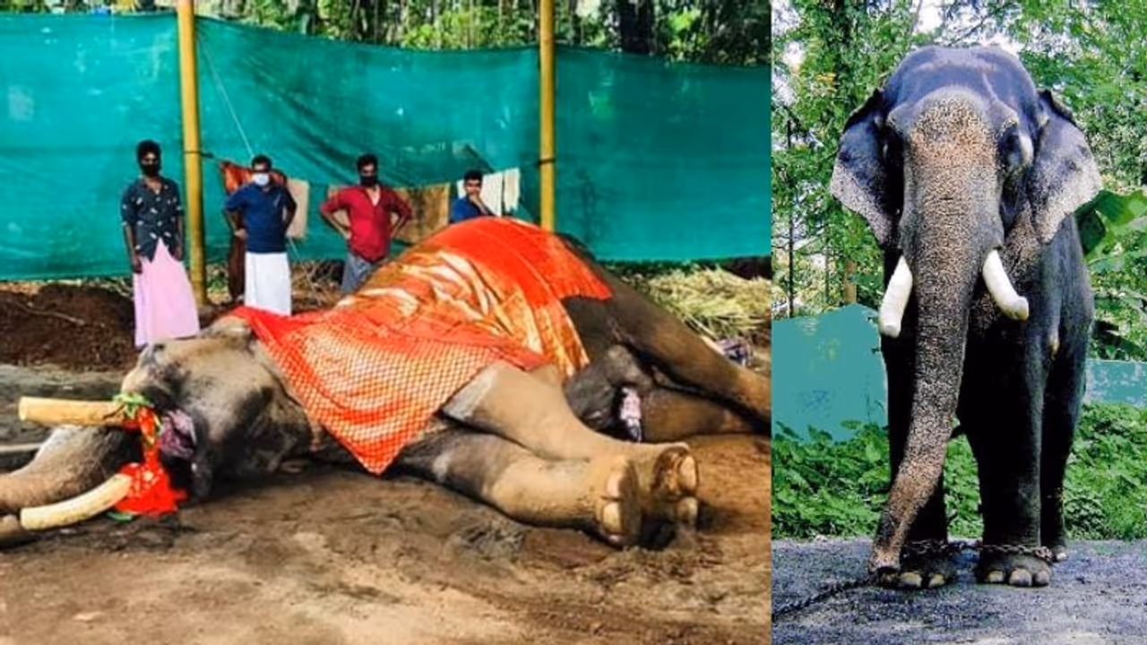 പ്രശസ്ത നാട്ടാന കോങ്ങാട് കുട്ടിശങ്കരൻ ചരിഞ്ഞു പ്രശസ്ത നാട്ടാന കോങ്ങാട് കുട്ടിശങ്കരൻ ചരിഞ്ഞു