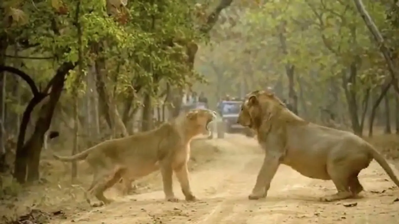 Viral video: Lion and lioness fight; see what happened next Viral video: Lion and lioness fight; see what happened next