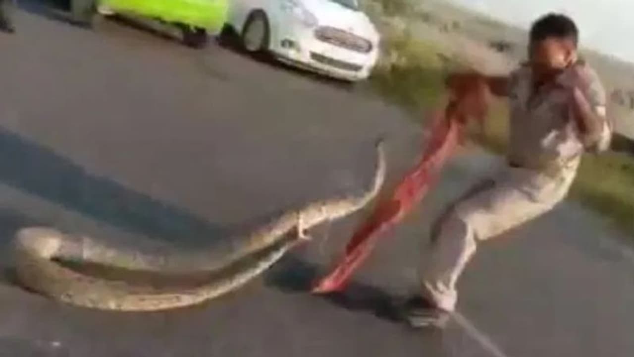 सांप को देखते ही दोस्ती कर लेता है कांस्टेबल, उनके इशारों पर नाचने लगते हैं जहरीले नाग.. सांप को देखते ही दोस्ती कर लेता है कांस्टेबल, उनके इशारों पर नाचने लगते हैं जहरीले नाग..