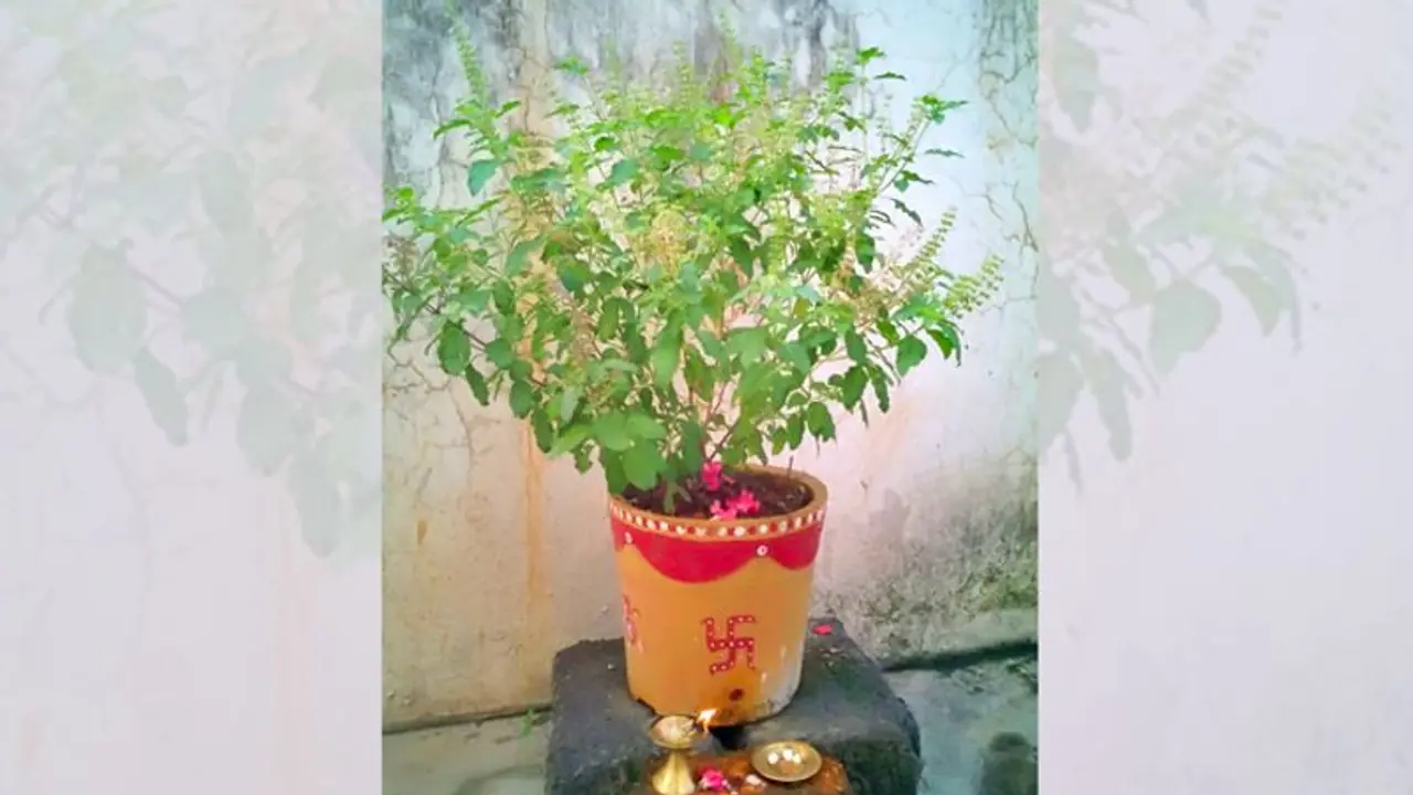 দেবীপক্ষে নিয়ম মেনে বাড়িতে আনুন তুলসী গাছ, সংসারে ফিরবে অর্থনৈতিক উন্নতি দেবীপক্ষে নিয়ম মেনে বাড়িতে আনুন তুলসী গাছ, সংসারে ফিরবে অর্থনৈতিক উন্নতি