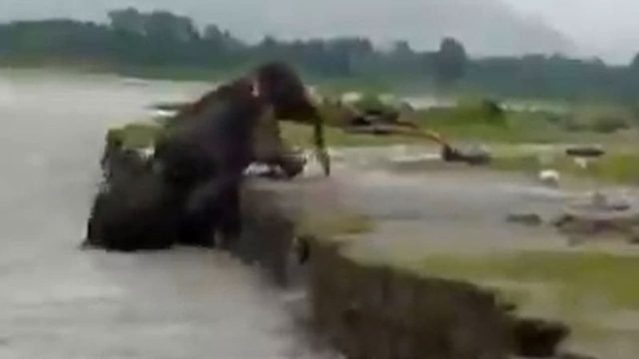 ২৯ সেকেন্ডের হাতির ক্লিপ ভাইরাল নেট দুনিয়ায়, কী আছে যা মন কেড়েছে নেটিজেনদের ২৯ সেকেন্ডের হাতির ক্লিপ ভাইরাল নেট দুনিয়ায়, কী আছে যা মন কেড়েছে নেটিজেনদের