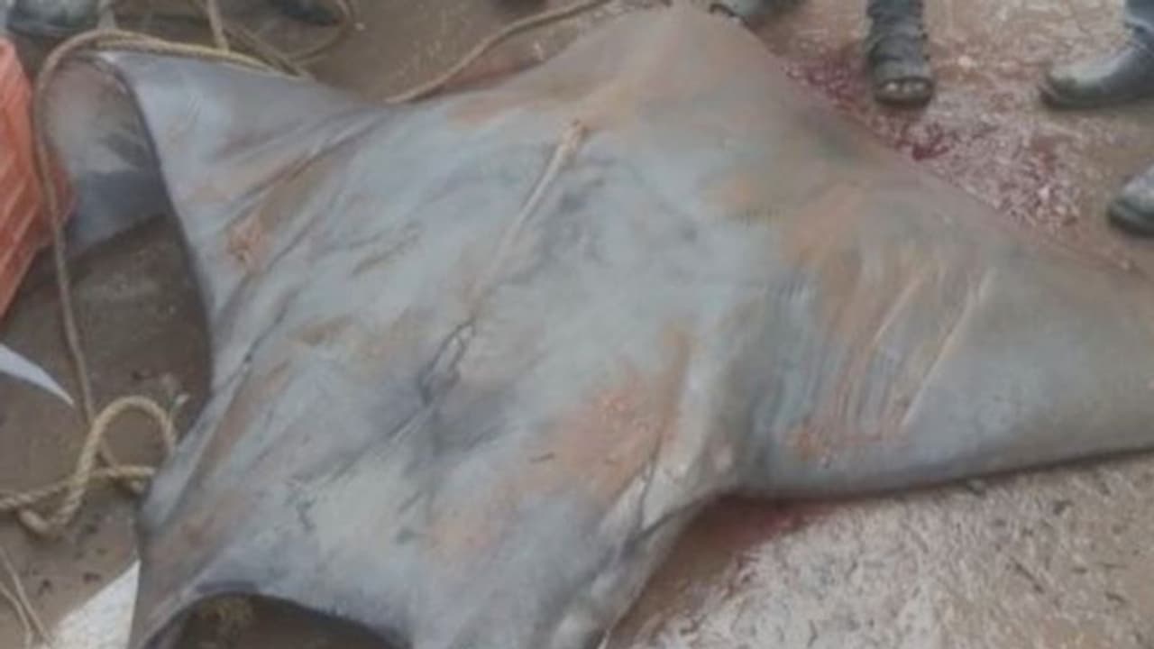 দিঘায় ধরা পড়ল ৮০০ কেজির বিরল মাছ, দাম উঠল ৩২০০০ টাকা দিঘায় ধরা পড়ল ৮০০ কেজির বিরল মাছ, দাম উঠল ৩২০০০ টাকা