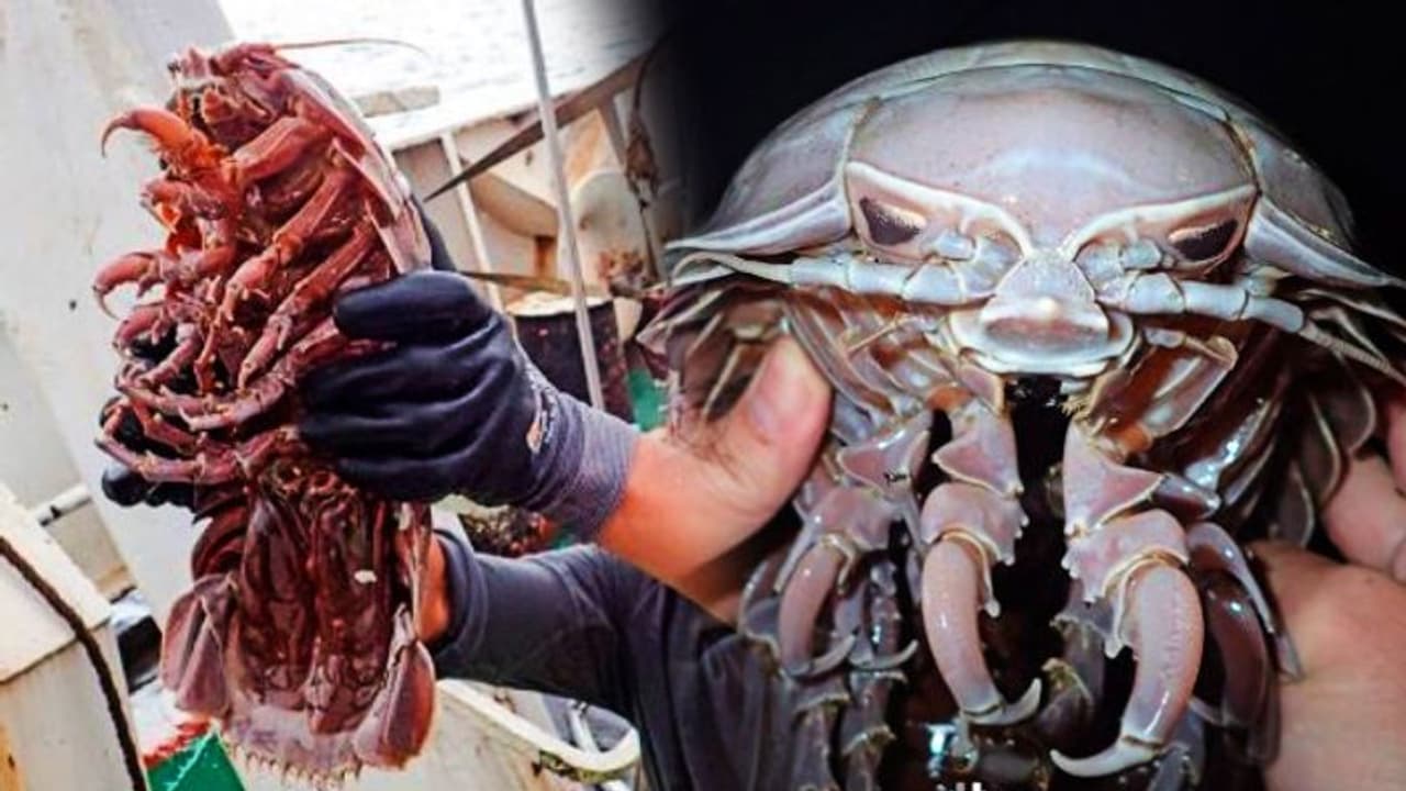 দেড়ফুটেরও বেশি বড় আরশোলা না রাক্ষস, কাঠের মতো শক্ত দেহে রয়েছে ৭ জোড়া ঠ্যাং