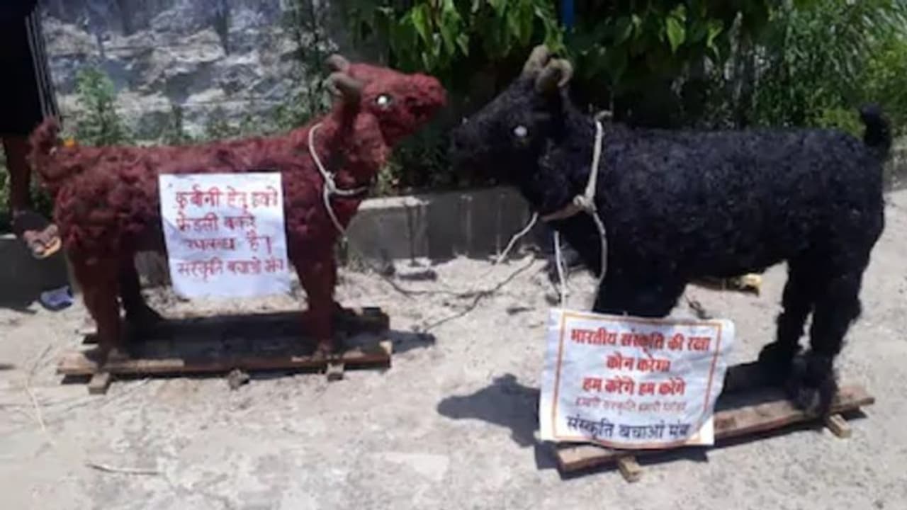 बाजार में बिकने आया ईको फ्रेंडली बकरा, ईद पर दीजिए इसकी कुर्बानी..कीमत भी नहीं है ज्यादा बाजार में बिकने आया ईको फ्रेंडली बकरा, ईद पर दीजिए इसकी कुर्बानी..कीमत भी नहीं है ज्यादा