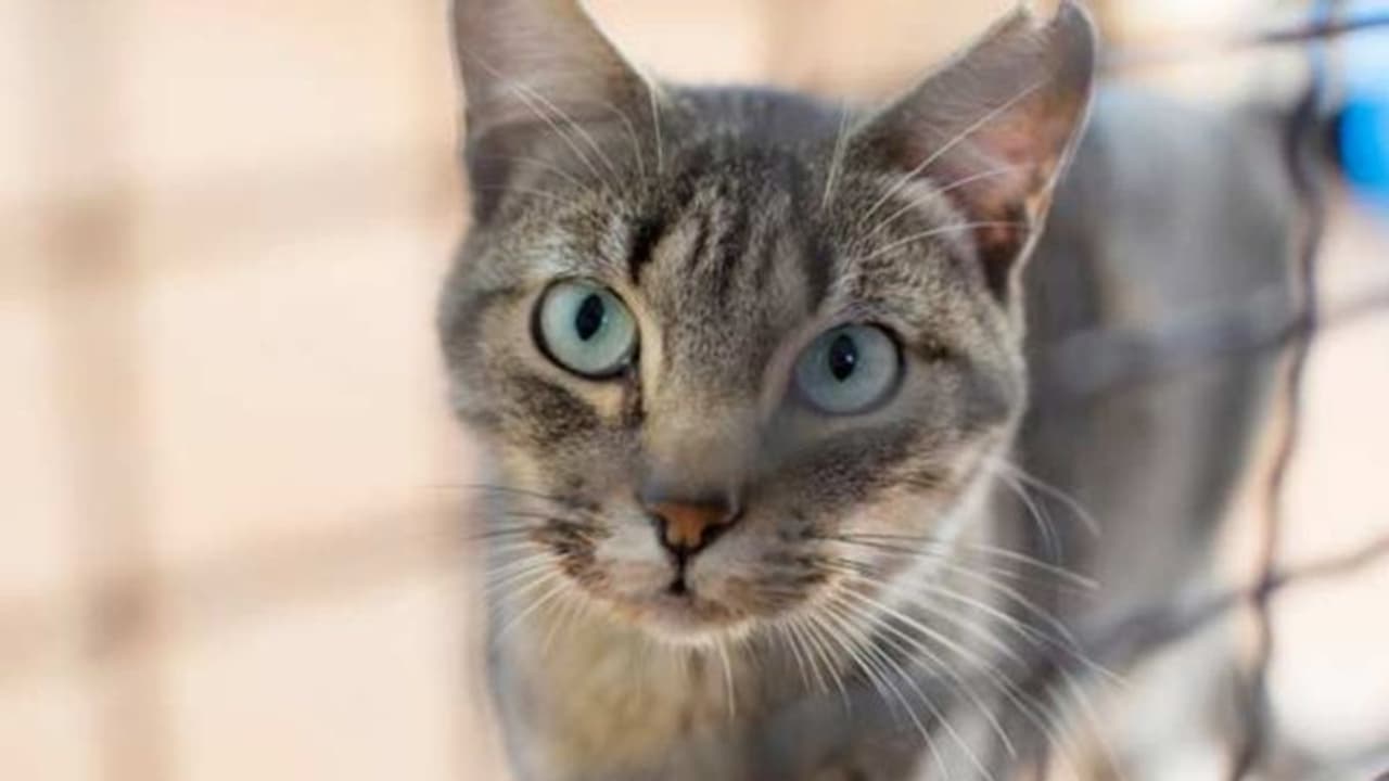 യുകെയില്‍ വളര്‍ത്തുപൂച്ചയ്ക്ക് കൊവിഡ്; ഉടമസ്ഥനില്‍ നിന്ന് പകര്‍ന്നതെന്ന് വിദഗ്ധര്‍