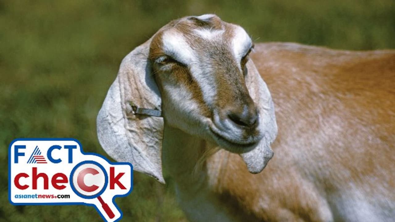 മാസ്ക് ധരിക്കാത്തതിന് യുപിയില് ആടിനെ അറസ്റ്റ് ചെയ്തോ? വാര്ത്തയിലെ വാസ്തവം മാസ്ക് ധരിക്കാത്തതിന് യുപിയില് ആടിനെ അറസ്റ്റ് ചെയ്തോ? വാര്ത്തയിലെ വാസ്തവം