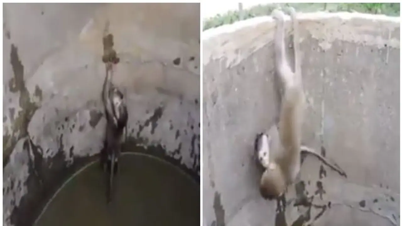 കിണറിനുള്ളില് അബദ്ധത്തില് അകപ്പെട്ട് പോയ കുട്ടിക്കുരങ്ങനെ രക്ഷിക്കുന്ന അമ്മക്കുരങ്ങ്; വെെറലായി വീഡിയോ കിണറിനുള്ളില് അബദ്ധത്തില് അകപ്പെട്ട് പോയ കുട്ടിക്കുരങ്ങനെ രക്ഷിക്കുന്ന അമ്മക്കുരങ്ങ്; വെെറലായി വീഡിയോ