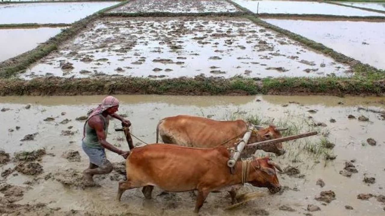 விவசாயம் அநாதையாக்கப்படுகிறது.. ஊழல் அதிகாரிகளை ஏன் தூக்கிலிடக் கூடாது? மதுரை ஐகோர்ட் நீதிபதிகள் காட்டம்..! விவசாயம் அநாதையாக்கப்படுகிறது.. ஊழல் அதிகாரிகளை ஏன் தூக்கிலிடக் கூடாது? மதுரை ஐகோர்ட் நீதிபதிகள் காட்டம்..!