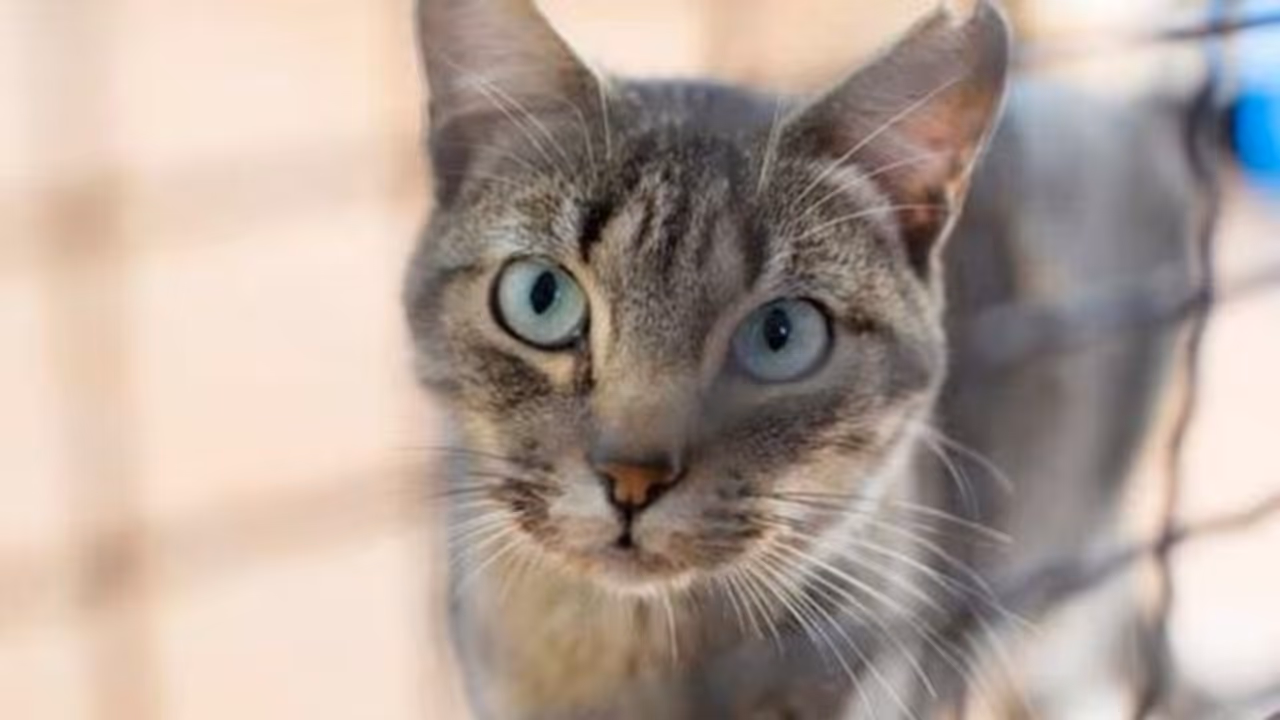 Researchers find evidence of SARS CoV 2 exposure in cats, dogs in Italy Researchers find evidence of SARS CoV 2 exposure in cats, dogs in Italy