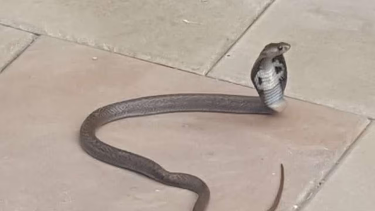 ಕಲಬುರಗಿ: ಹಾವು ಕಚ್ಚಿ ಇಬ್ಬರು ರೈತರ ಸಾವು ಕಲಬುರಗಿ: ಹಾವು ಕಚ್ಚಿ ಇಬ್ಬರು ರೈತರ ಸಾವು