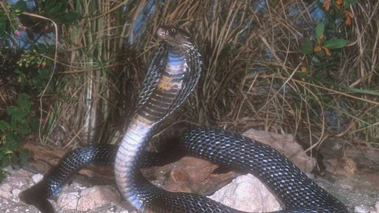 ভাইয়ের মৃত্যুর সাপের ছোবল দাদাকেও, আতঙ্কে বাড়ি ছাড়লেন পরিবারের সদস্যরা