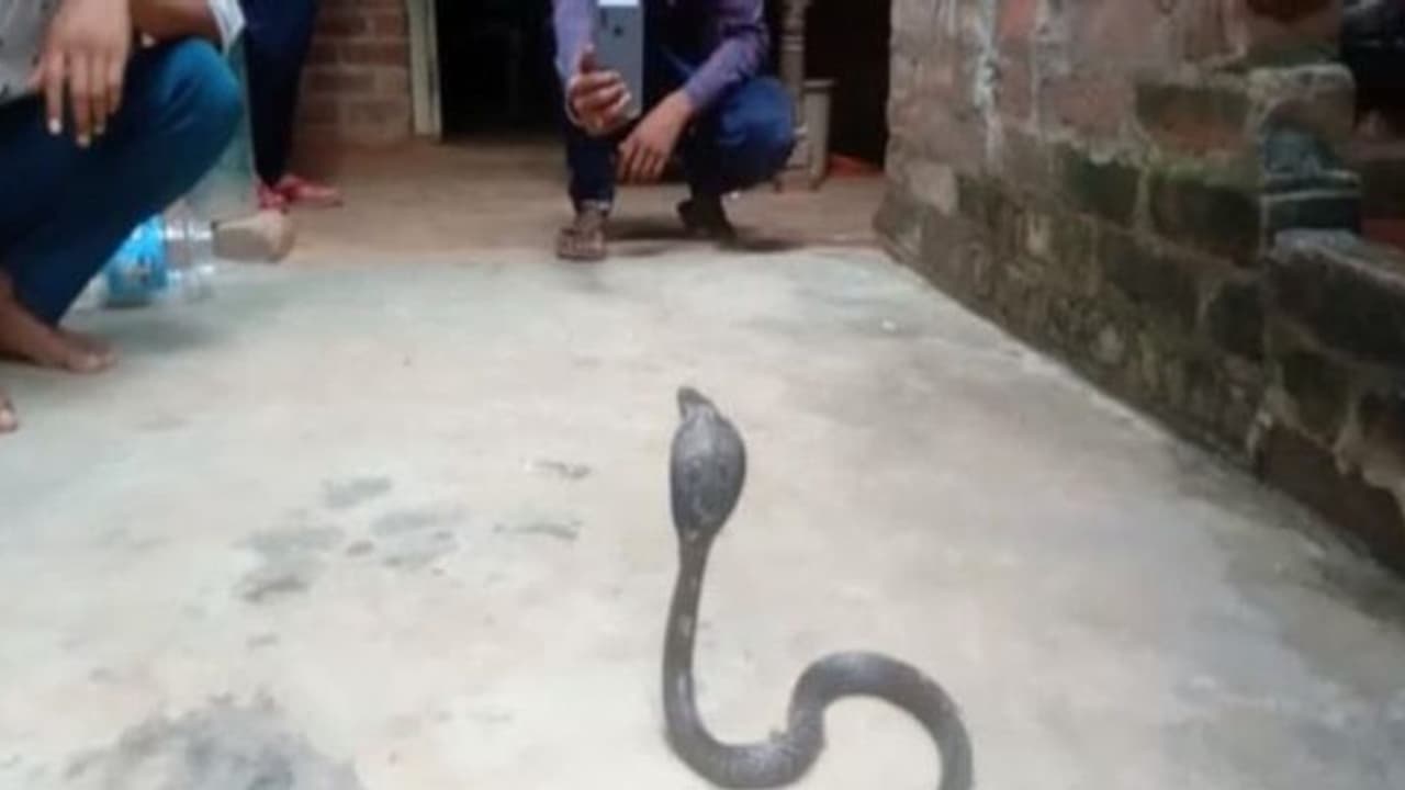 ఒకే పాము 8సార్లు కాటు వేసినా.. ఒకే పాము 8సార్లు కాటు వేసినా..