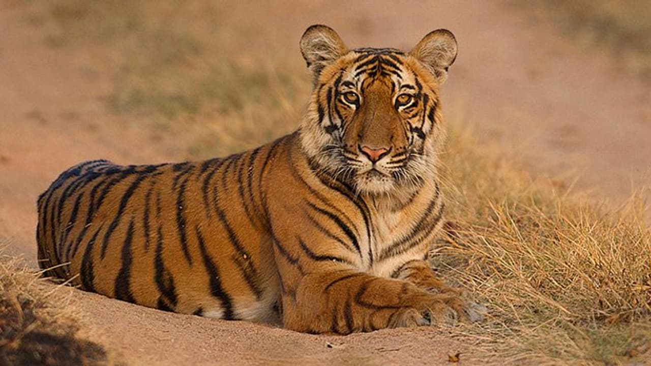 আন্তর্জাতিক বাঘ দিবসে নেটিজেনদের মন কাড়ল 'দক্ষিণরায়', হাঁসের বোকা হয়ে গেল বাঘ আন্তর্জাতিক বাঘ দিবসে নেটিজেনদের মন কাড়ল 'দক্ষিণরায়', হাঁসের বোকা হয়ে গেল বাঘ