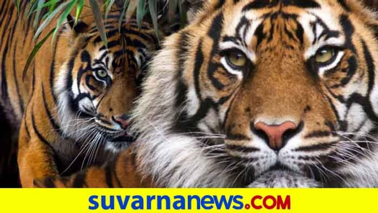 ಅತಿ ಹೆಚ್ಚು ಹುಲಿ; 2 ನೇ ಸ್ಥಾನದಲ್ಲಿರುವ ಕರ್ನಾಟಕ ಶೀಘ್ರವೇ ನಂ 1 ಅತಿ ಹೆಚ್ಚು ಹುಲಿ; 2 ನೇ ಸ್ಥಾನದಲ್ಲಿರುವ ಕರ್ನಾಟಕ ಶೀಘ್ರವೇ ನಂ 1