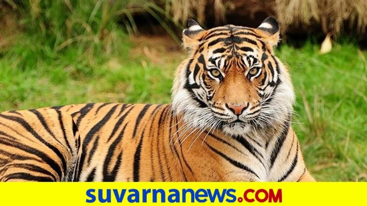 ಹುಲಿ ಸಂಖ್ಯೆ: ನಾಗರಹೊಳೆ ನಂ.2, ಬಂಡೀಪುರ ನಂ.3ನೇ ಸ್ಥಾನ!