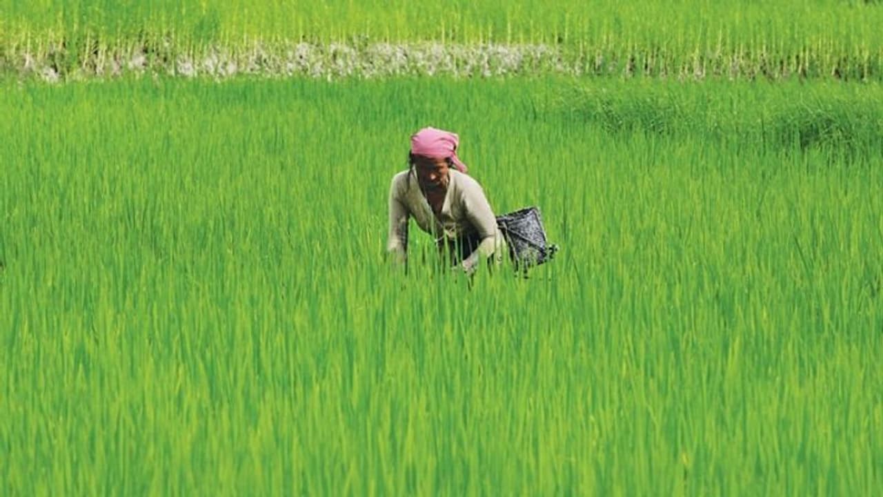 ಮಳೆ ಕಲಿಸಿದ ಪಾಠಕ್ಕೆ ಬೆಳೆ ವಿಮೆ ನೋಂದಣಿ ಹೆಚ್ಚಳ!