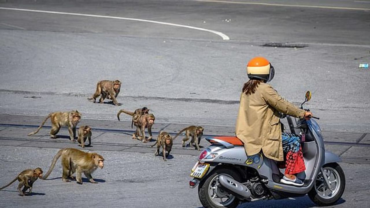 విషాదం: కోతుల దాడిలో బాలింత మృతి విషాదం: కోతుల దాడిలో బాలింత మృతి