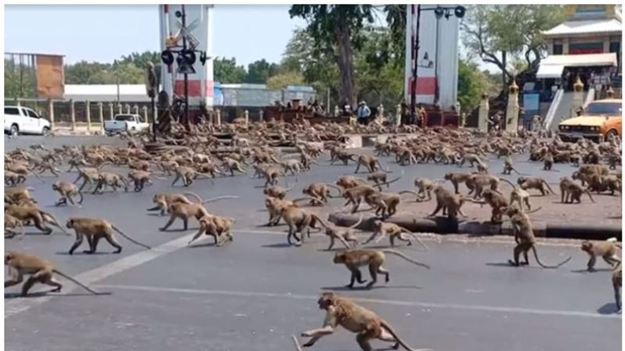 ఊరి మీద పడిన కోతులు: 70 ఏళ్ల వితంతువు ఇంట్లో రూ. 25 వేలు, బంగారం చోరీ ఊరి మీద పడిన కోతులు: 70 ఏళ్ల వితంతువు ఇంట్లో రూ. 25 వేలు, బంగారం చోరీ