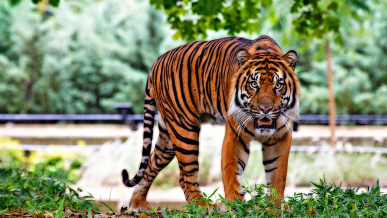 জঙ্গলে টেনে নিয়ে গেল বাঘ, সুন্দরবনে মৎসজীবীর মৃত্যু