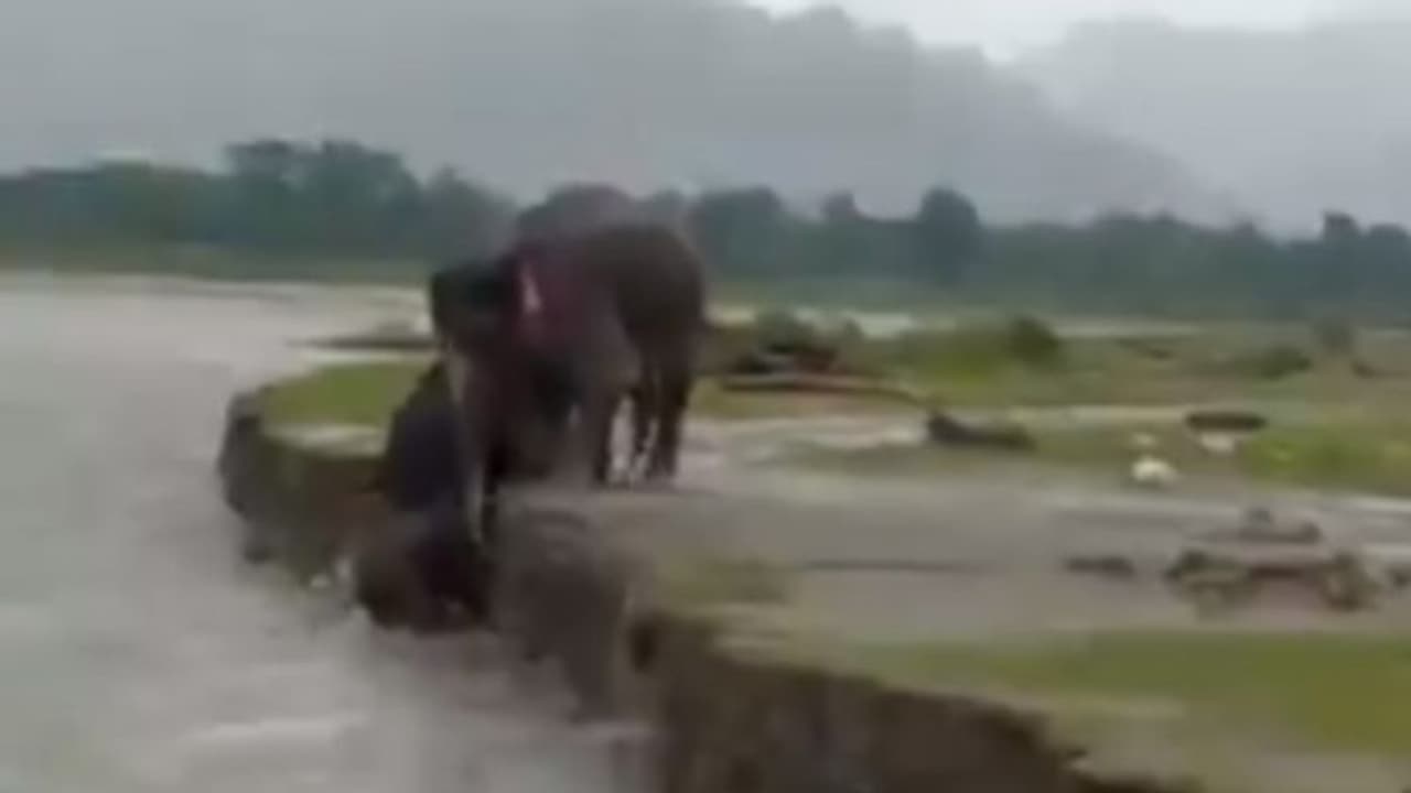 ഒഴുക്കില് പെട്ട കുട്ടിയാനകള്, രക്ഷയ്ക്കായി അമ്മയുടെ ശ്രമം; വൈറലായ വീഡിയോ... ഒഴുക്കില് പെട്ട കുട്ടിയാനകള്, രക്ഷയ്ക്കായി അമ്മയുടെ ശ്രമം; വൈറലായ വീഡിയോ...