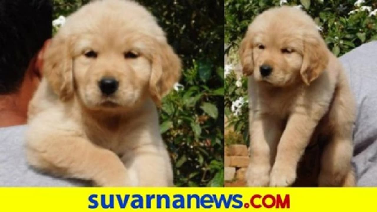 ನಾಯಿಮರಿ ಆಸೆಗೆ ಬಿದ್ದು ರಾಶಿ ರಾಶಿ ಹಣ ಕಳಕೊಂಡ ನಿಖಿಲ್ ಕುಮಾರ್! ನಾಯಿಮರಿ ಆಸೆಗೆ ಬಿದ್ದು ರಾಶಿ ರಾಶಿ ಹಣ ಕಳಕೊಂಡ ನಿಖಿಲ್ ಕುಮಾರ್!