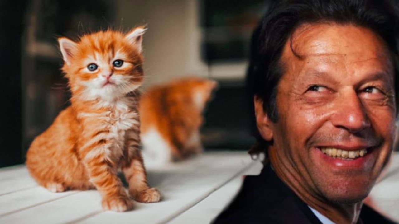 টানা ধর্ষণে মৃত্যু হল বিড়াল ছানার, মহিলা ও নাবালিকাদের পর পাক পুরুষদের নয়া শিকার পশু