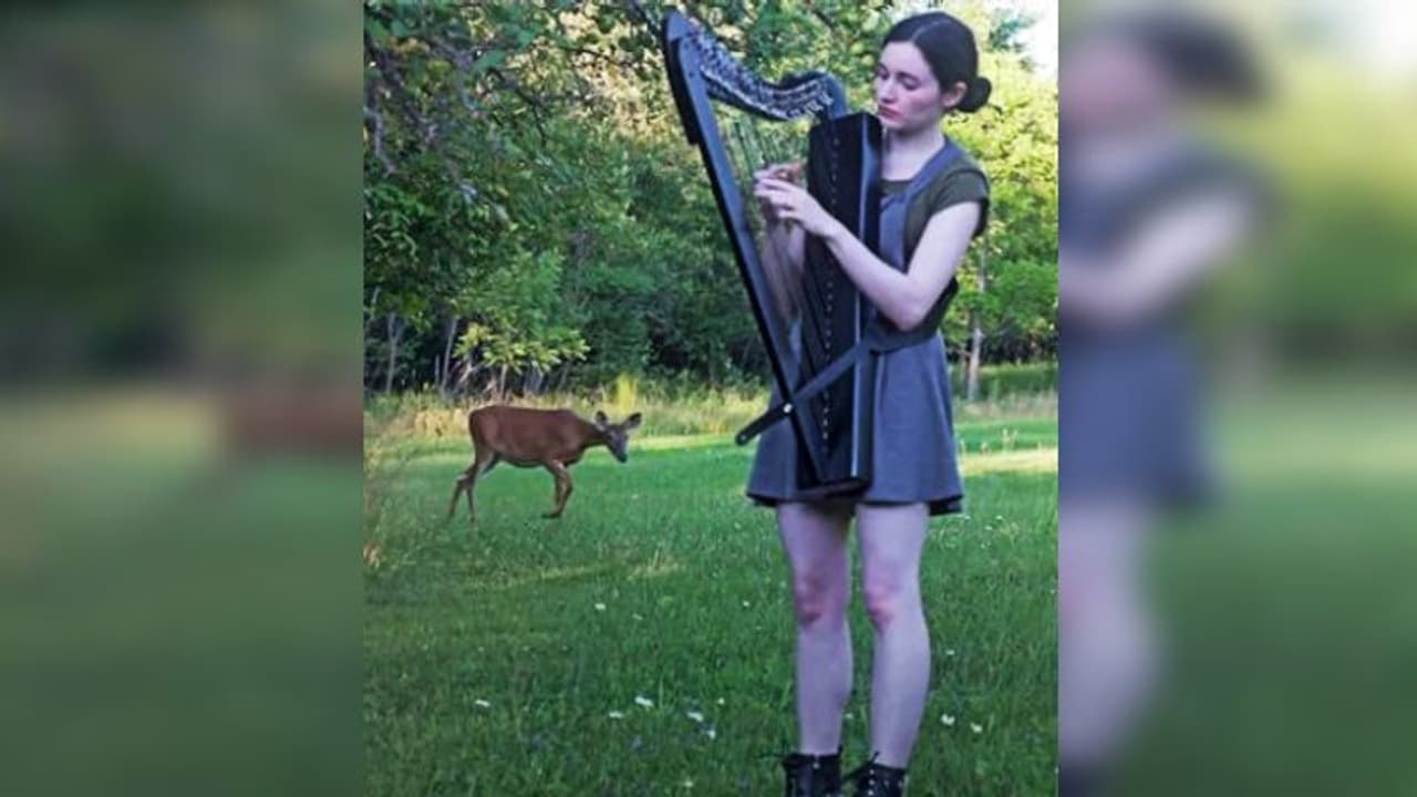 'আধুনিক শকুন্তলা'র বাজনায় মুগ্ধ বনের হরিণ, তবে এই ভাইরাল ভিডিওর শেষেই লুকিয়ে আসল মজা