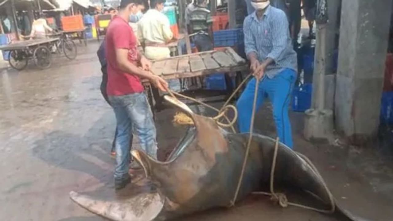 ഒരു മീനിന്റെ വില 50,000; ഞെട്ടണ്ട, ചില്ലറക്കാരനല്ല ഈ മീന്‍...