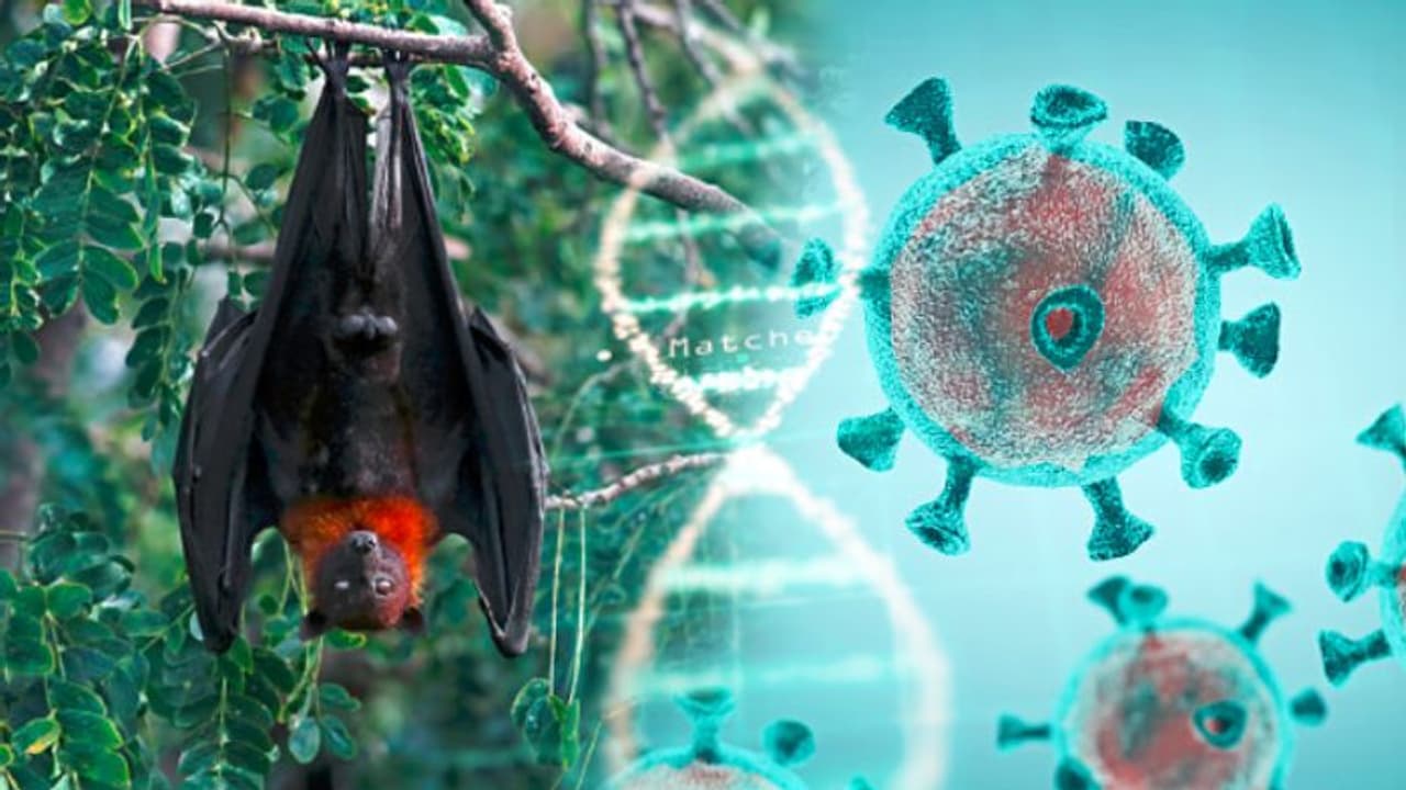 దశాబ్దకాలంగా గబ్బిళ్లాల్లో కరోనా వైరస్